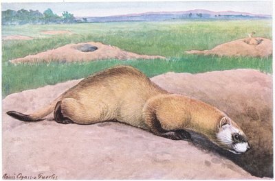 Black Footed Ferret, black mask, feet and tail tip, one of America